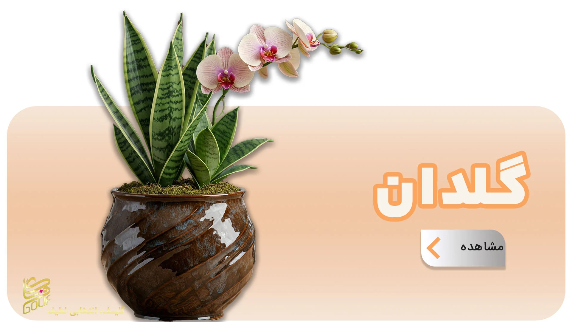 فروش آنلاین گل در گلِیف خرید دسته گل آنلاین ارسال رایگان گل در تهران سفارش تاج گل با ارسال رایگان فروش سبد گل تازه آنلاین گل‌فروشی آنلاین با ارسال فوری خرید گل طبیعی و تازه با ارسال رایگان گل‌های مناسبتی با ارسال رایگان خرید آنلاین گل برای تولد خرید گل مناسب هدیه آنلاین گلِیف، گل‌فروشی اینترنتی معتبر ارسال سریع دسته گل عروس سفارش گل آنلاین با تحویل درب منزل خرید گل با بسته‌بندی شیک و ارسال رایگان ارسال رایگان تاج گل برای مراسم فروشگاه آنلاین گل و گیاه با ارسال رایگان گل‌فروشی آنلاین ارزان با ارسال رایگان سفارش آنلاین گل برای مراسم ختم گل تازه با ارسال رایگان در تهران و کرج تاج گل golif گلیف سبد گل دسته گل زیبا لاکچری شیک ارسال فوری رایگان سریع تهران کرج گلِیف، بهترین گل‌فروشی آنلاین با ارسال رایگان golif گلیف